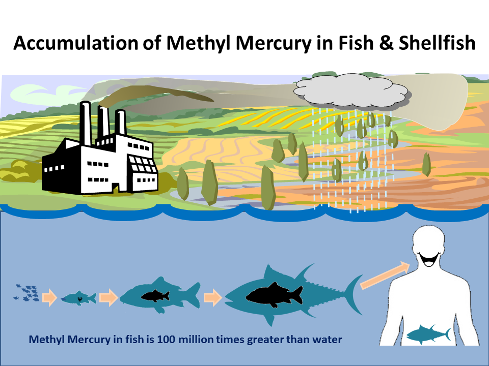 Diagram of the mercury cycle in the environment showing pathways from emission to food web accumulation